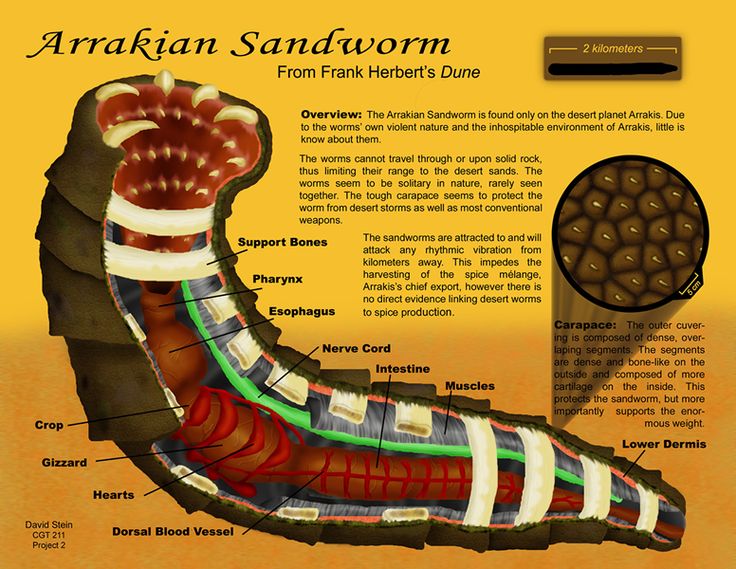 Sandworm Size Chart