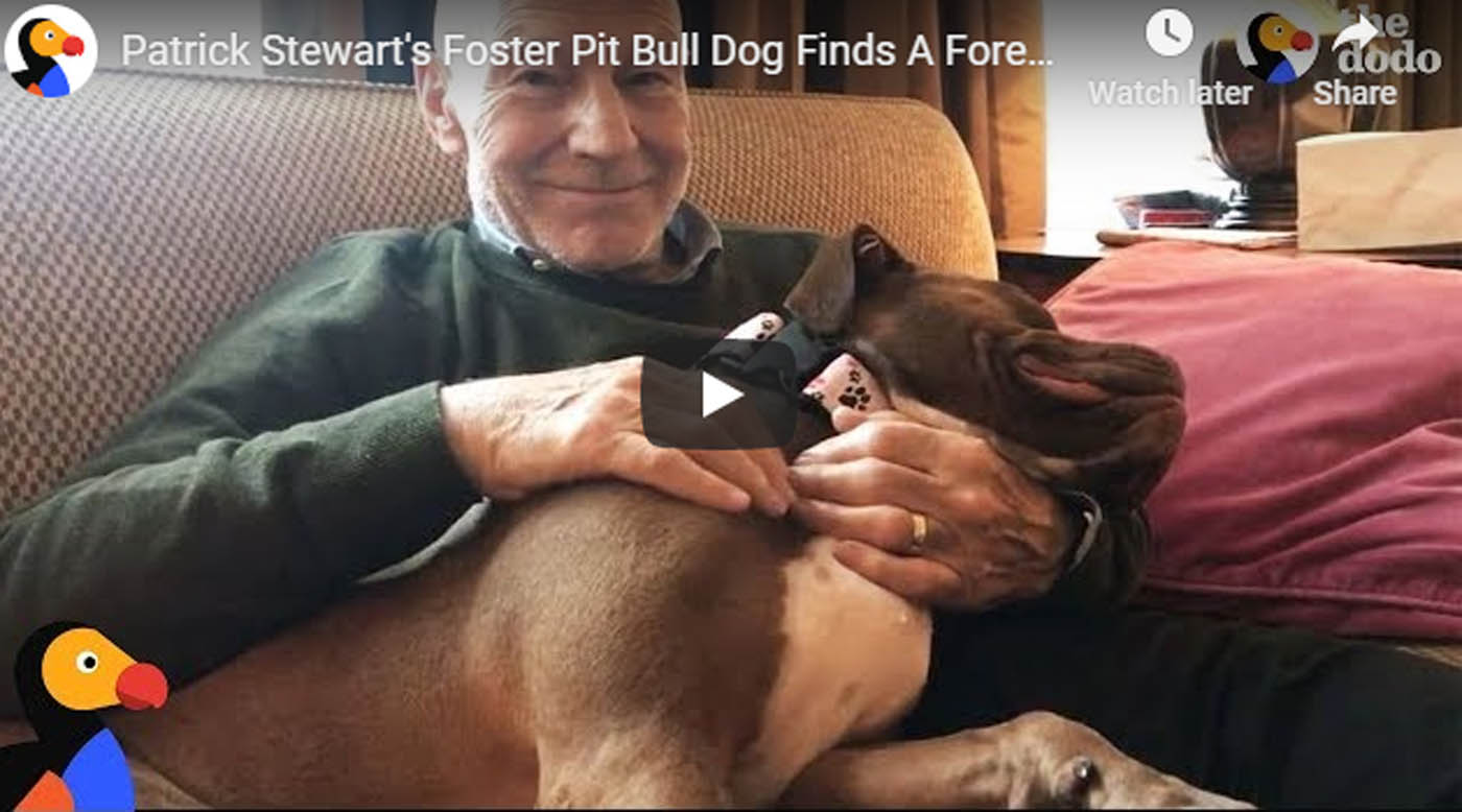 Patrick Stewart`s Foster Pit Bull Dog Finds A Forever Home Amid UK Pit Bull Ban